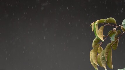 Wall Mural - A tree with leaves that are wet from the rain. The leaves are brown and the branches are drooping