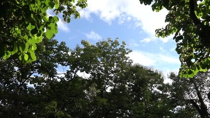 Wall Mural - A tree with leaves is in the foreground and a tree with no leaves is in the background. The sky is blue and the sun is shining