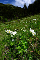 Wall Mural - Narzissen-Windröschen // Narcissus-flowered anemone (Anemone narcissiflora) - Biogradska Gora Nationalpark, Montenegro