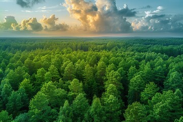 Poster - Aerial View of Lush Forest Canopy