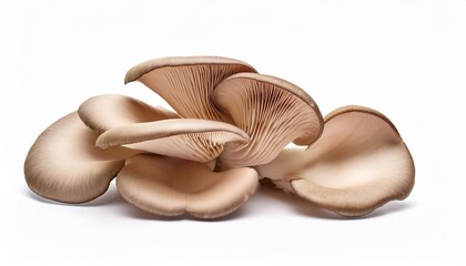 Wall Mural - delicious oyster mushrooms isolated on white backgrouond