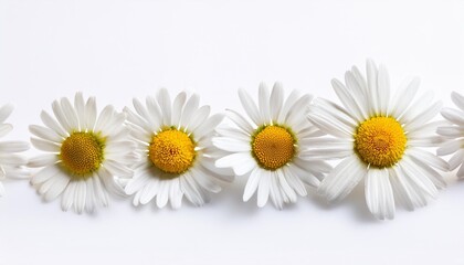 Poster - a row of daisies on a white background