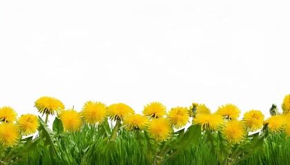 Sticker - seamless green meadow border with dandelions isolated on transparent background 3d render 3d illustration