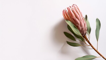 Sticker - dry dried pink protea flower with single leaf isolated floral element flat lay top view with subtle shadow