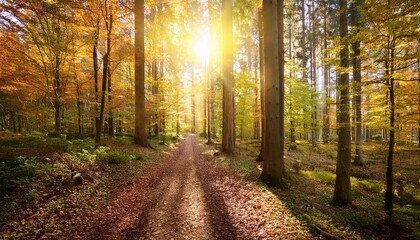 Poster - forest panorama in autumn with hiking trail and sun shining through the trees