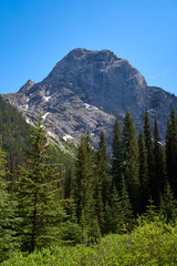 Wall Mural - The rocky mountains of Alberta are surrounded by coniferous forests on a sunny summer day.