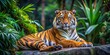 © Sujid - Malayan tiger laying in the forest, showcasing its beautiful orange fur and black stripes, endangered, wildlife