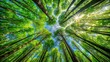 © Sujid - View of lush green forest trees from below in an ultra wide angle perspective, nature, foliage, spring, summer
