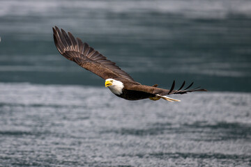 American bald eagle