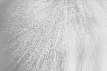 Poster - Cat fur white grey texture or light hair background