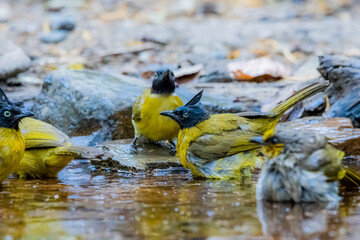 Wall Mural - The Black-crested Bulbul in nature