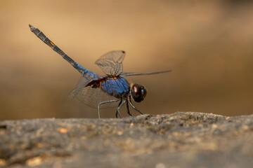 Wall Mural - Macro shot of black stream glider or indigo dropwing (Trithemis festiva) perching on river rock, with natural bokeh background