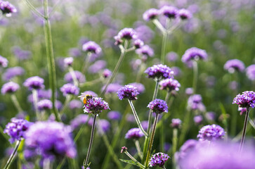 Wall Mural - Close-up of a honeybee sitting on pink verbena at Goseokjeong Flower Garden of Jangheung-ri near Cheorwon-gun, South Korea
