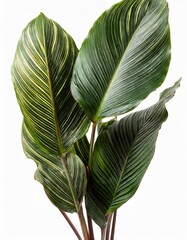 Wall Mural - Calathea ornata (Pin-stripe Calathea) leaves, Tropical foliage isolated on white background, with clipping path