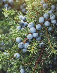 Wall Mural - Close-Up Of Juniper Berries Growing On Tree. Juniper branch with blue and green berries grow