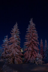 Spruce trees covered with snow in the dark. Night winter view of white forest vertical photo with copy space. Beautiful snowy landscape. 