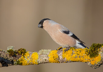 Wall Mural - Eurasian Bullfinch - female at a wet forest in spring