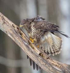 Wall Mural - Common Buzzard in spring at a wet forest