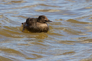 Canvas Print - The velvet scoter (Melanitta fusca), also called a velvet duck. Sea duck during a migration on lake Michigan.