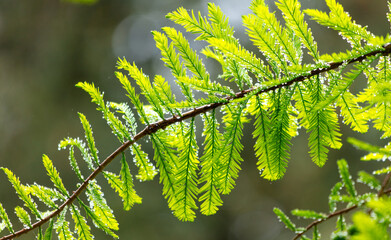 Sticker - Drops of water on green leaves in nature