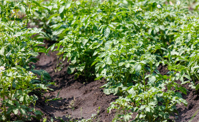 Canvas Print - Potato plants in the ground