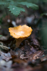 Wall Mural - Сhanterelle mushrooms in green forest.