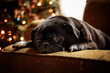 © Cavan Images - Black pug dog on couch in front of Christmas tree