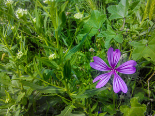 Wall Mural - Beautiful blooming bright purple flower among the grass. Cheeses, Malva multiflora, Dwarf mallow