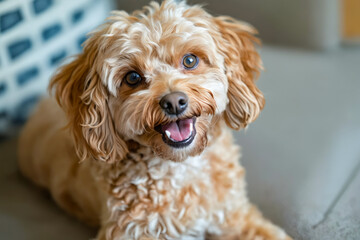 Poster - A small brown dog sitting on a couch