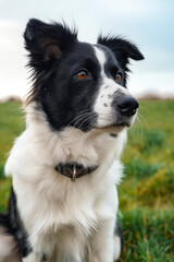 Wall Mural - A black and white dog sitting in a field of grass