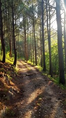 Wall Mural - Winding Trail Through Lush Pine Forest with Sunlit Landscape