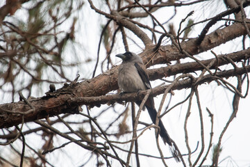 Wall Mural - grey treepie or Dendrocitta formosae or Himalayan treepie,in Binsar, India