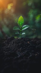 Wall Mural - A Single Sprout Emerging from Dark Soil with Sunlight Filtering