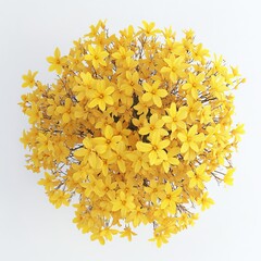 Wall Mural - Forsythia x intermedia flowering on black background, 3D illustration