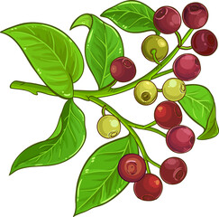 Poster - Sandalwood Branch with Berries and Leaves Colored Detailed Illustration.