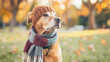 © VK Studio - A dog warmly dressed in a knit cap and scarf, enjoying an autumn day in a park, embodying the coziness and playful spirit of the season.