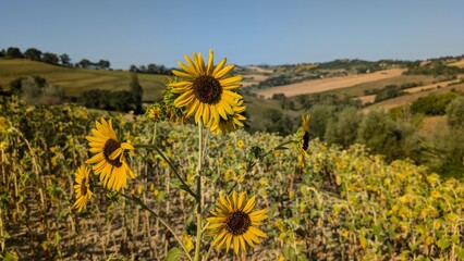 Girasoli nelle campagne marchigiane in estate