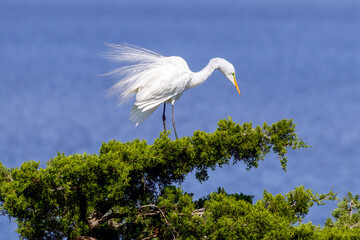 Wall Mural - great white heron