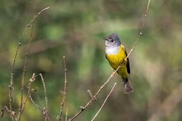 Wall Mural - grey-headed canary-flycatcher or Culicicapa ceylonensis in Binsar, India