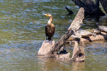 cormorant in flight