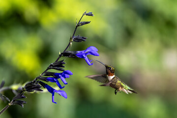 Sticker - hummingbird feeding on flower