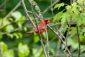 Sticker - cardinal on a branch