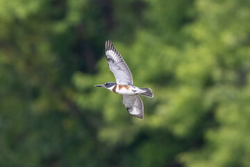 Wall Mural - kingfisher in flight