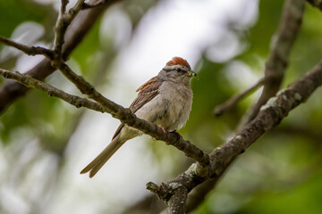 Sticker - robin on a branch