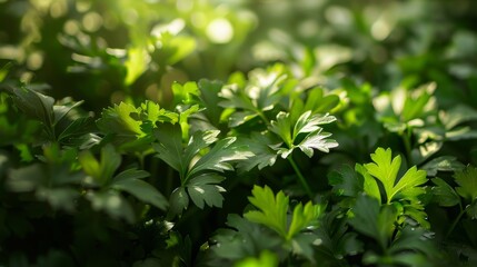 Canvas Print - parsley bush