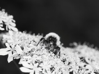 Hummel b&w