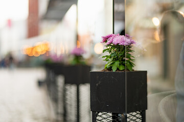 Wall Mural - Flowers used as decoration in a restaurant on colorful cobblestone street of Riga. Vibrant city life in the capital of Latvia