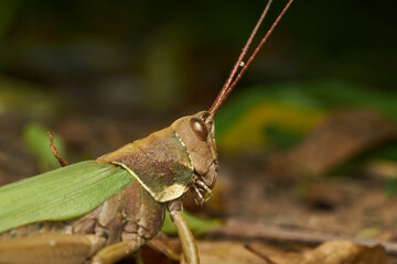 Wall Mural - Details of the head of a green and brown grasshopper