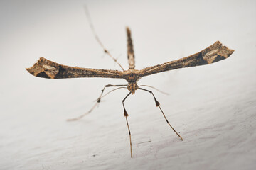 Wall Mural - Details of a Feather Moth on a white wall (Pterophoridae)