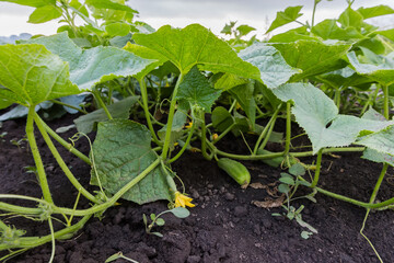 Canvas Print - Blooming cucumber plants with young fruits on a field